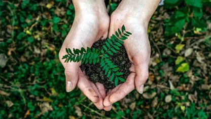 Duas mãos seguram uma muda para ser plantada no chão da floresta.